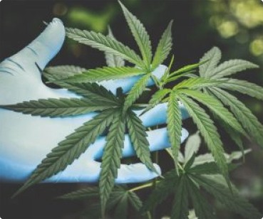 Solving the Cannabis Power Problem with CHP